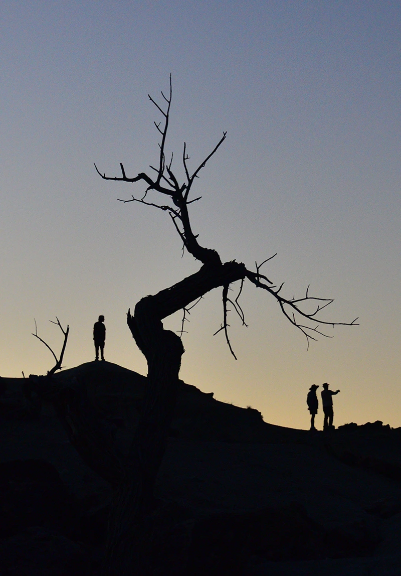 a silhouette of people by a tree.
